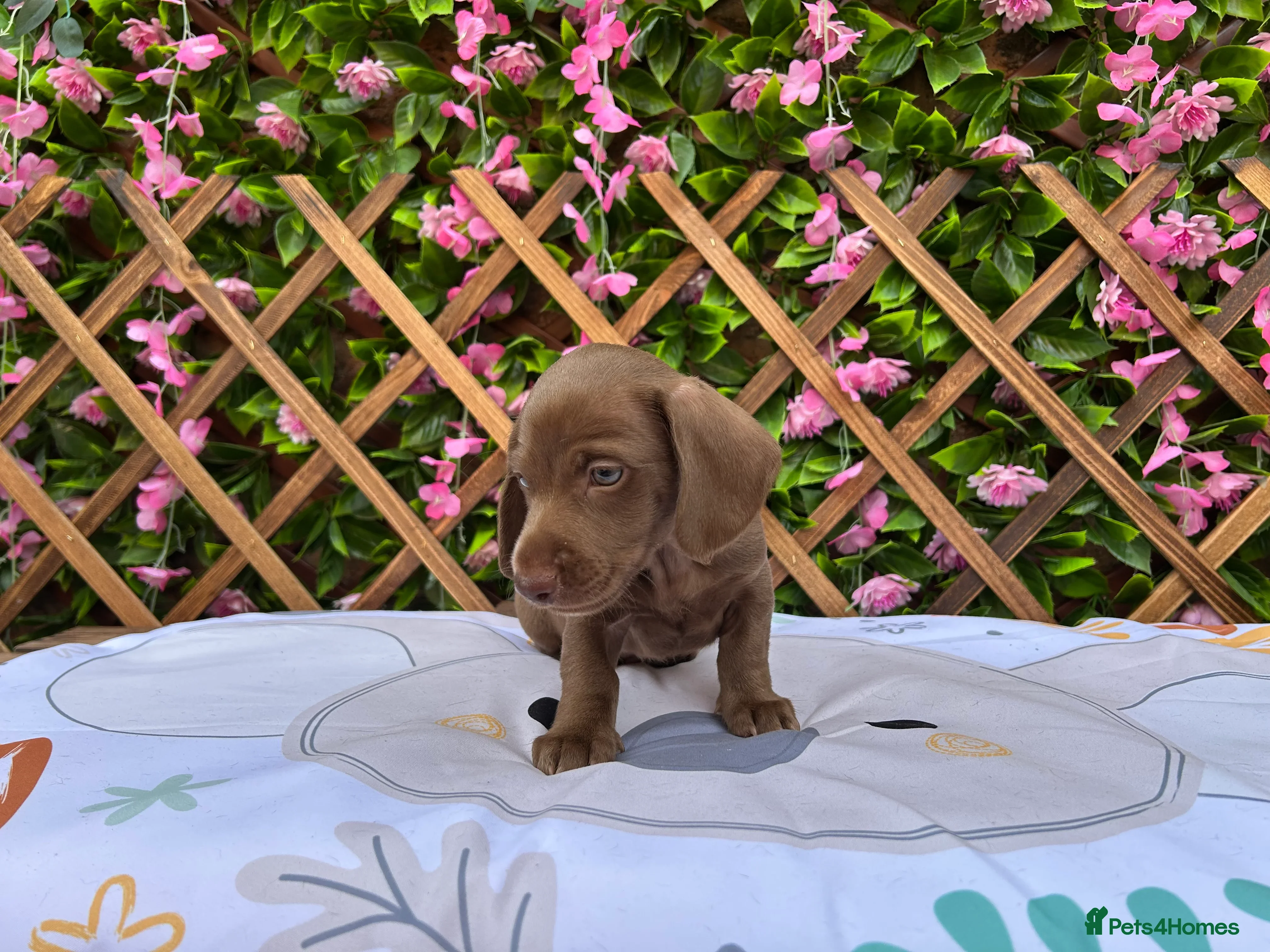 Miniature Dachshund dogs RARE SOLID COLOURS MINI DAXI KC PRA CLR - Advert 2