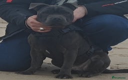 Staffordshire Bull Terrier dogs for stud: 🥇 KC Stafford Stud – Elite Line, Loving Nature - Image 14