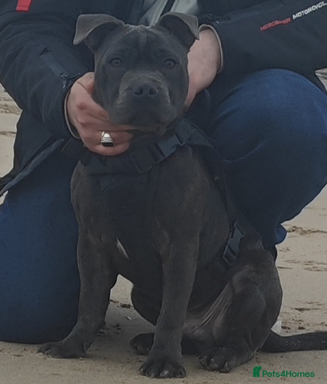 Staffordshire Bull Terrier dogs for stud: 🥇 KC Stafford Stud – Elite Line, Loving Nature - Image 14