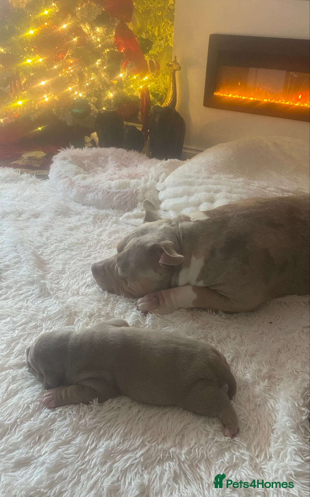 American Bully dogs for sale: American bully  - Advert 7