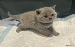 British Shorthair cats for sale: 💕Pure BSH Kittens – Family Raised, Ready December - Image 16