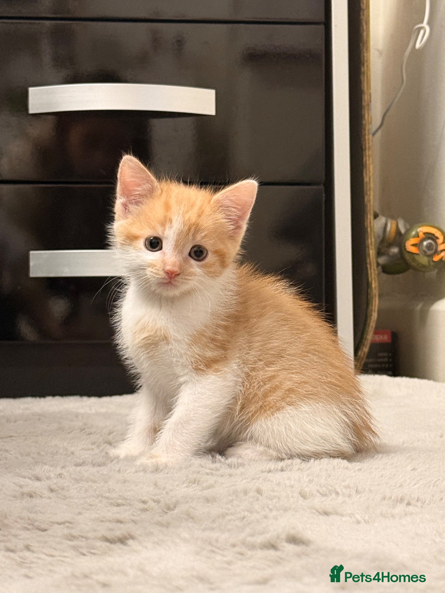British Shorthair cats 7 week old male kitten  - Advert 3