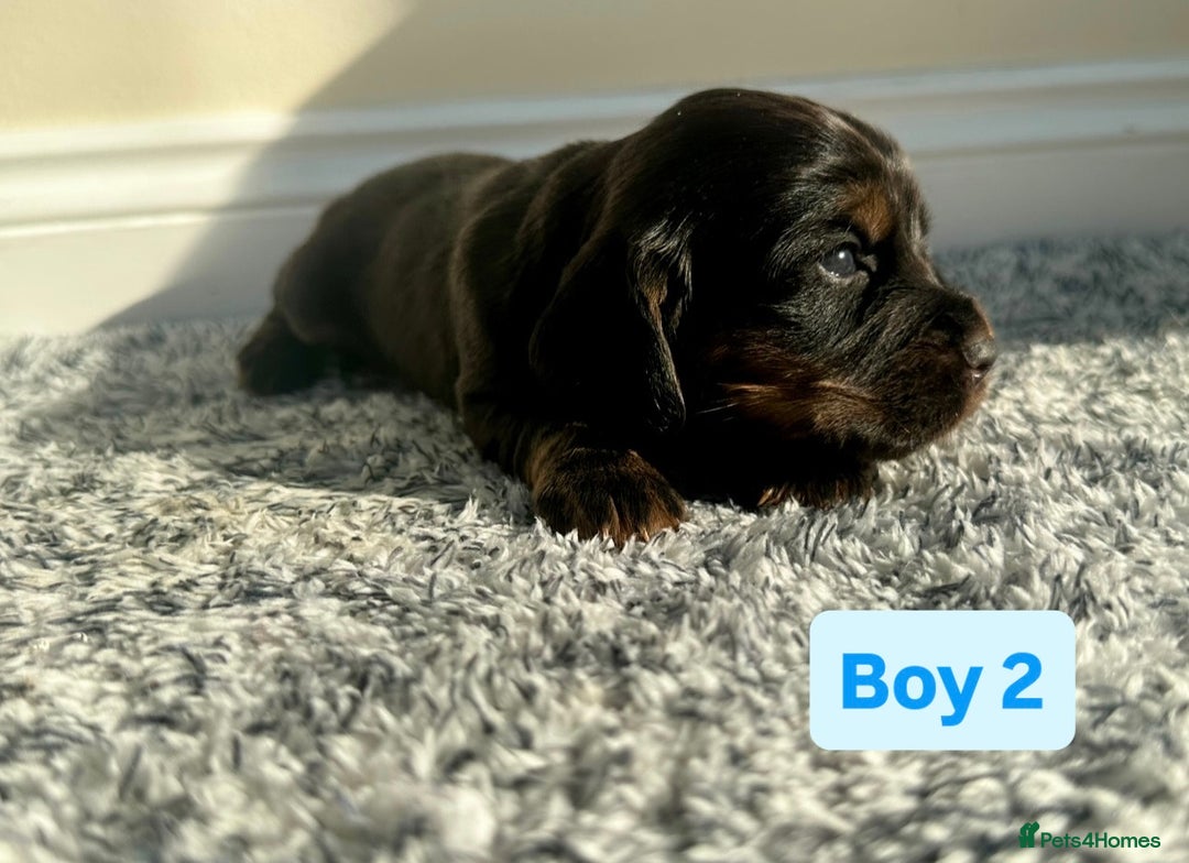 Cocker Spaniel dogs for sale: KC Reg Health Tested Working Cocker Spaniels - Image 20