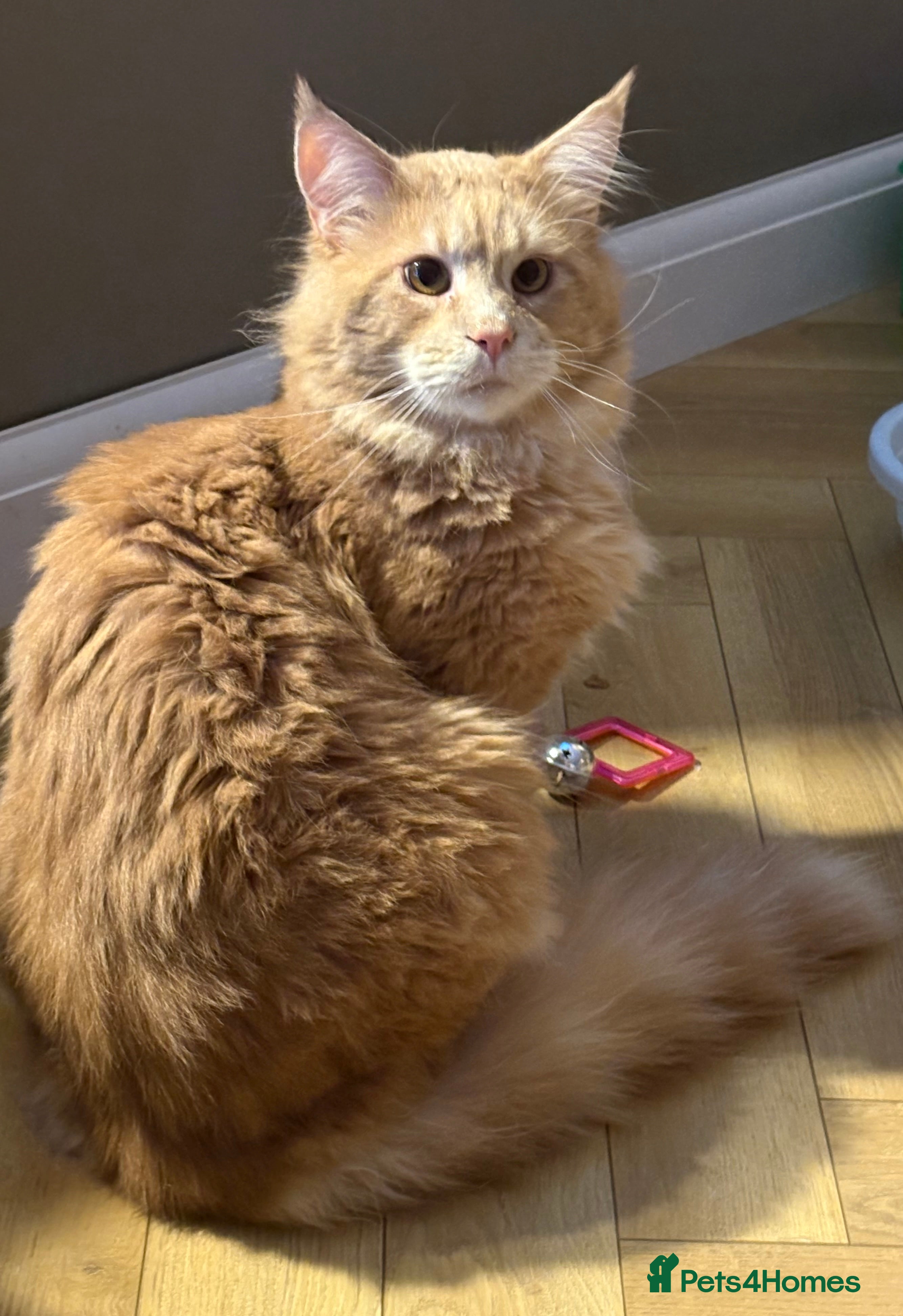 Maine Coon cats Beautiful huge boy  - Advert 15