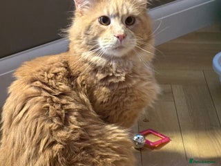 Maine Coon cats Beautiful huge boy - Advert 11