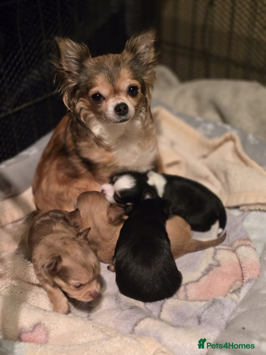 Chihuahua dogs for sale: Long Coat Chihuahua  - Advert 5