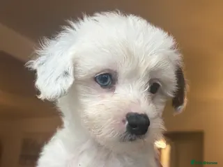 Chinese Crested dogs 🐾 Chinese Crested Puppies - Advert 1