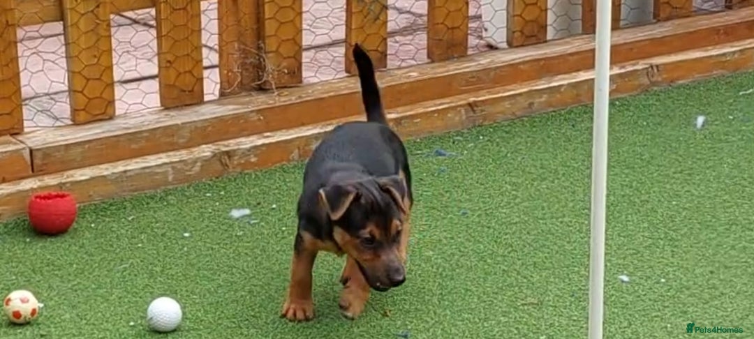 Jack Russell dogs for sale: Jack Russell's Miniature pup Ready to leave Now in Dagenham - Image 20