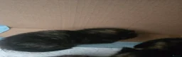 Mixed Breed cats for sale: Kitten - Advert 4