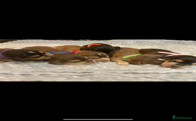 Cocker Spaniel dogs - Advert 2