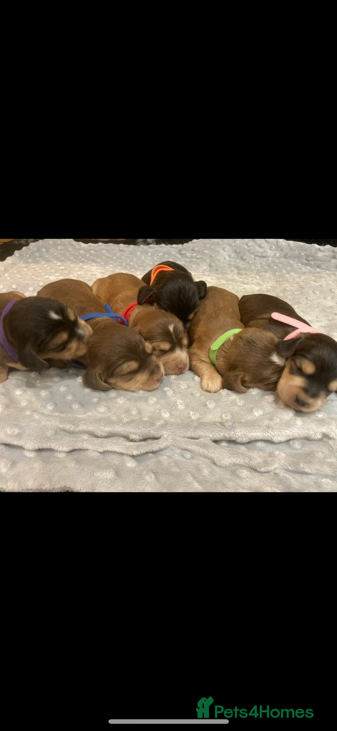 Cocker Spaniel dogs for sale: ⭐️ Stunning Show-Type Cocker Spaniel Puppies ⭐️ - Image 3