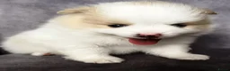 Pomeranian dogs for sale: Beautiful Pomeranian Puppies – Harrow in Harrow - Advert 8