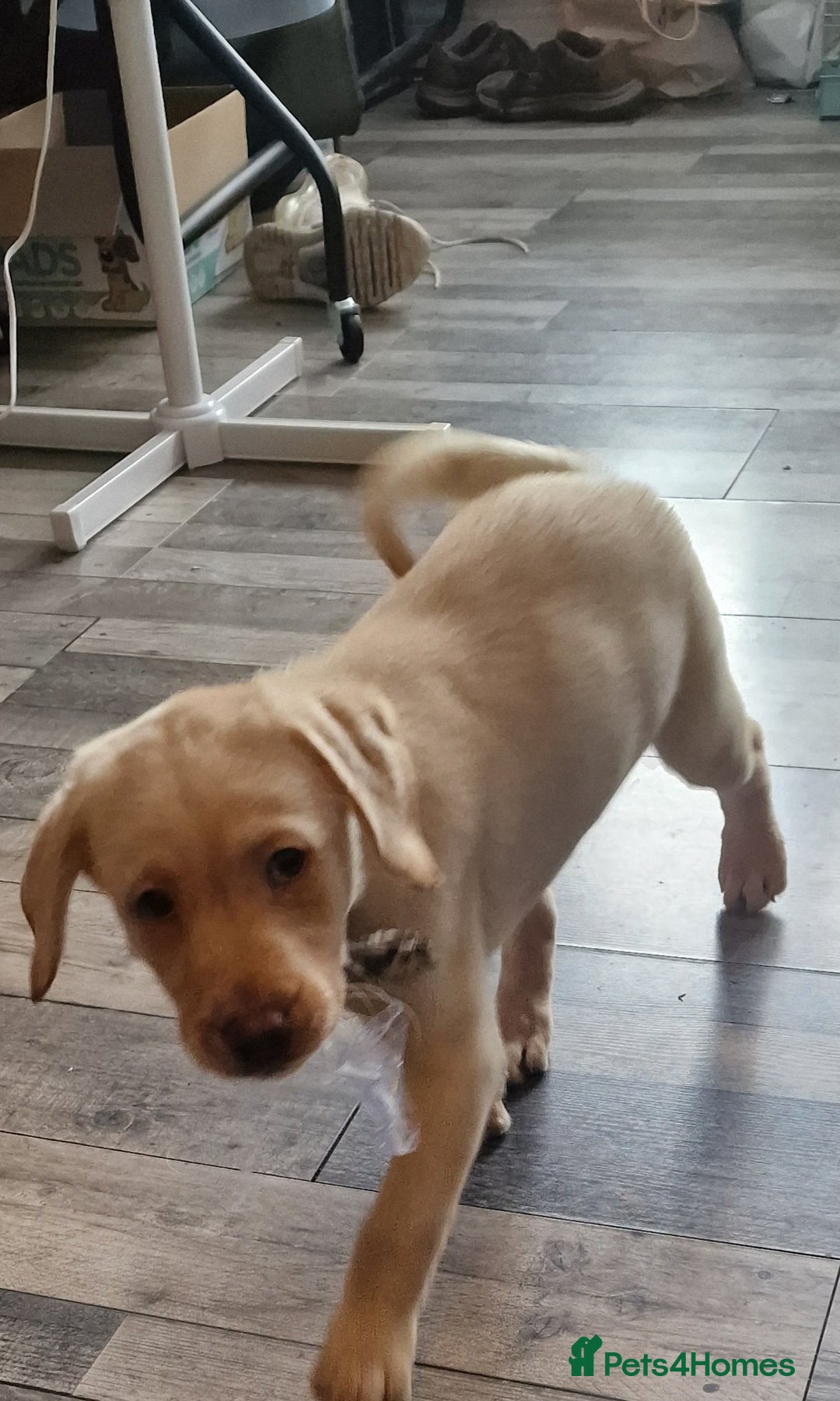 Labrador Retriever dogs for sale: Fox red Labrador Retrievers pups for sale. - Image 4