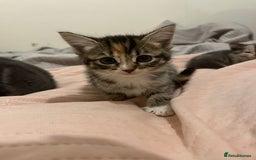 Mixed Breed cats for sale: 3/4 Russian blue kittens  - Image 6