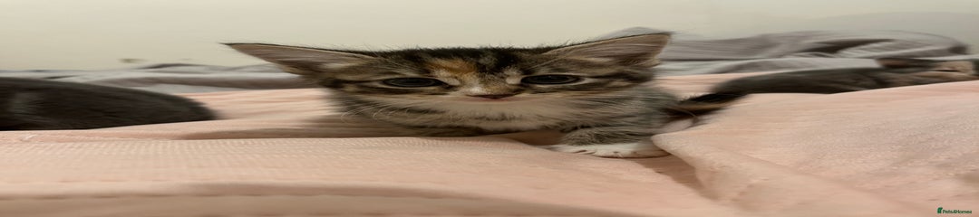 Female  Kitten 3