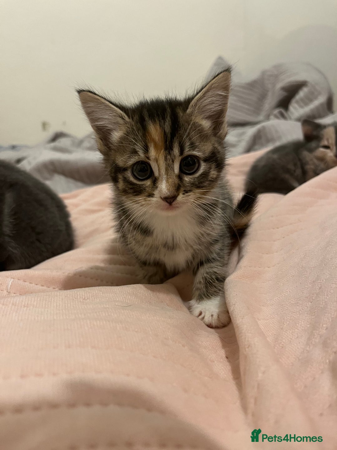 Mixed Breed cats for sale: 3/4 Russian blue kittens  - Image 6