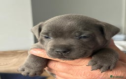 Staffordshire Bull Terrier dogs for sale: Staffordshire bull terrior - Image 5