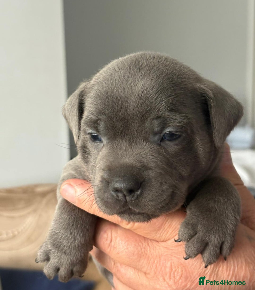 Staffordshire Bull Terrier dogs for sale: Staffordshire bull terrior - Image 5