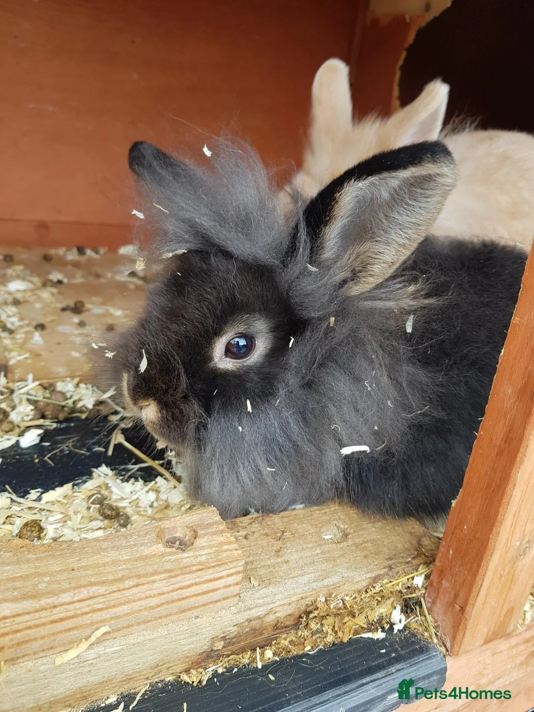 Lionhead rabbits for sale: Lionhead x mini lop and lionhead  in Wigan - Advert 6