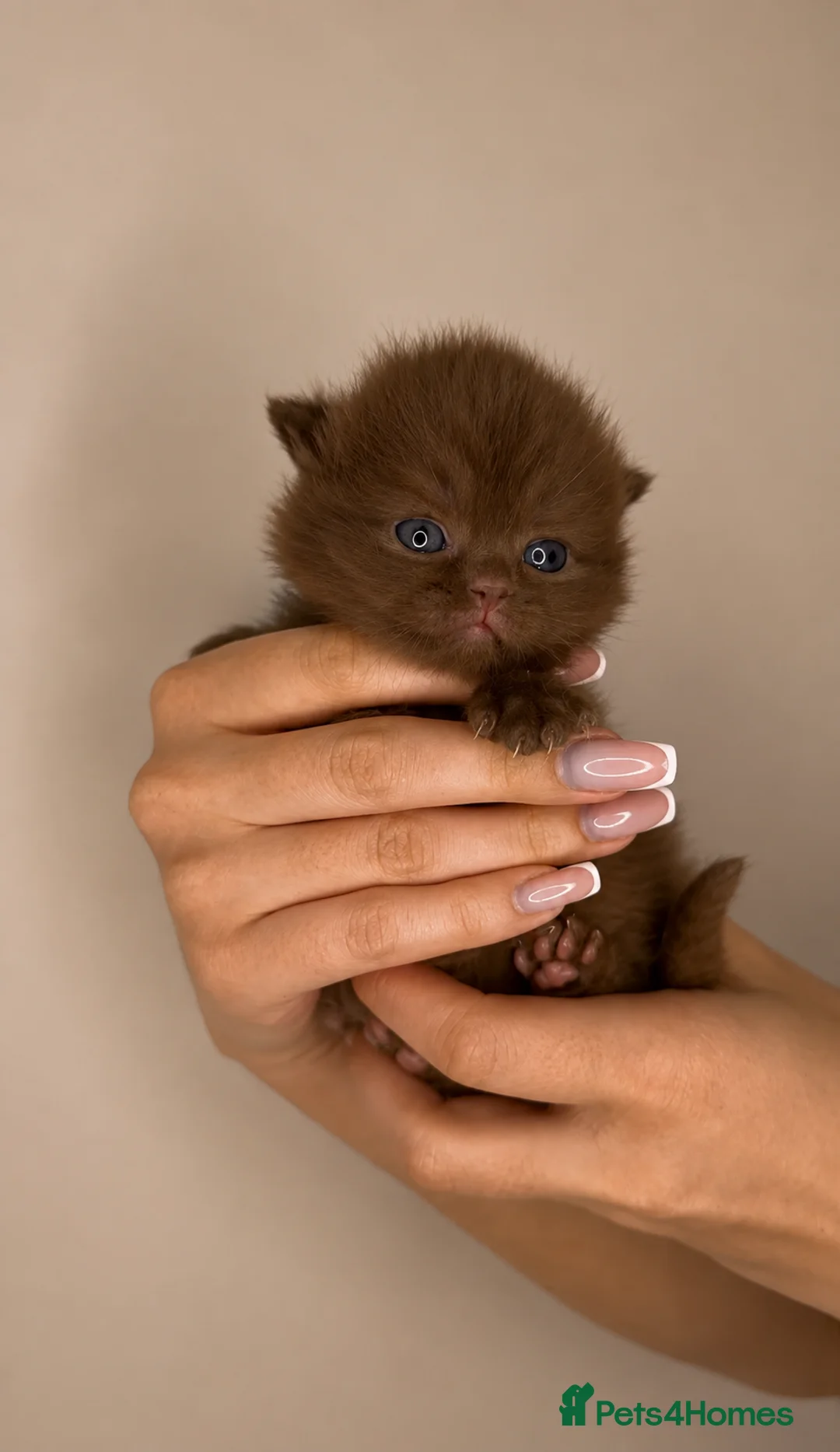 British Shorthair cats for sale: Luxury British Shorthair chocolate kittens 🤎✨ in Watford - Advert 12