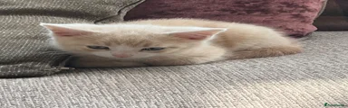 British Shorthair Kitten 3