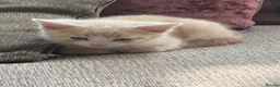 British Shorthair cats for sale: 1/4 British shorthair kittens  in Market Rasen - Advert 7