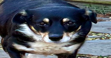 Border Collie dogs Agata: Left Behind, but Never Stopped Hoping - Advert 2