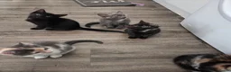 Mixed Breed cats for sale: 5 gorgeous kittens for sale - Advert 10