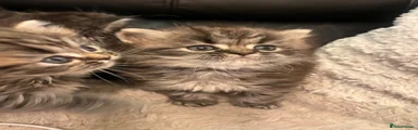 Persian 1