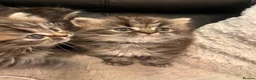 Persian cats for sale: Stunning persians in Shipley - Advert 4