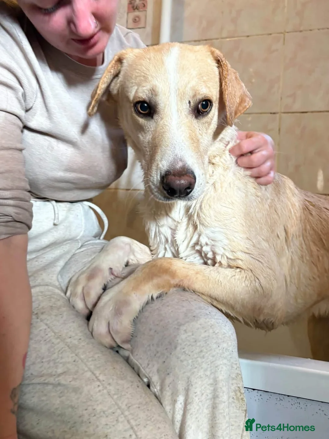 Mixed Breed dogs for adoption: Mason - Norwich Norfolk  - Advert 2
