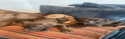 American Bull Staffy dogs for sale: 100% American Bull Staff Puppies for Sale - Advert 5