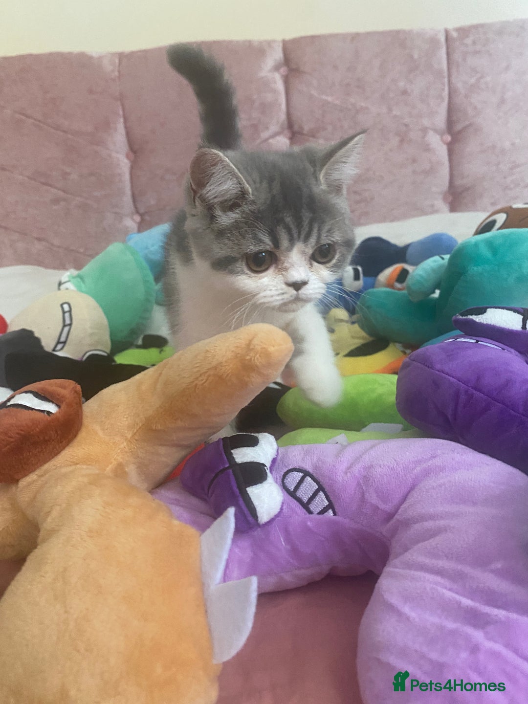 Exotic cats for sale: White & Grey Male Kitten Exotic Shorthair - Image 14