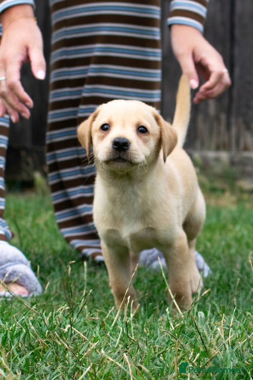 Labrador Retriever dogs FTCH Sired Labrador Puppies - Advert 16
