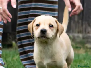 Labrador Retriever dogs FTCH Sired Labrador Puppies - Advert 3