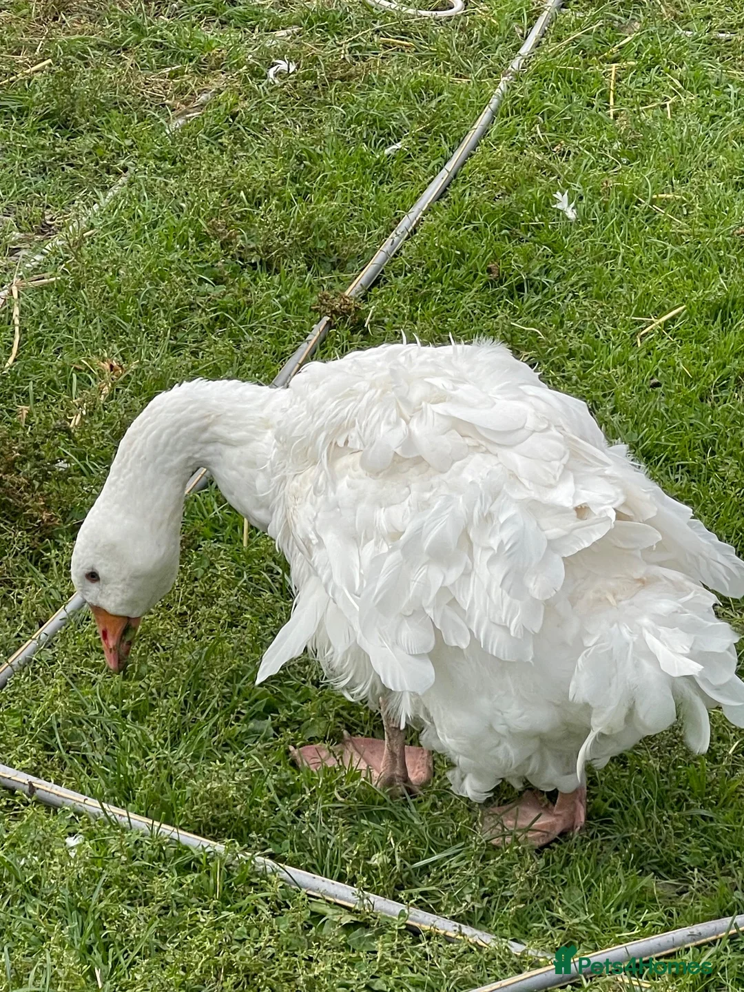 Geese poultry for sale: 2 Male Sebastapol geese  - Advert 2