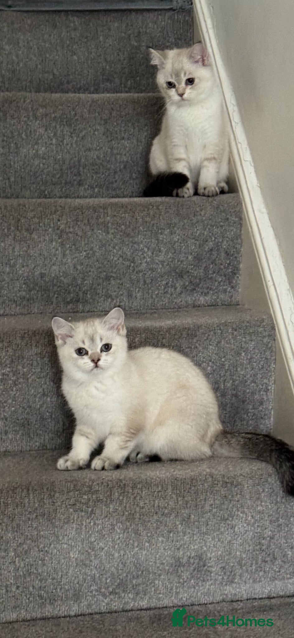 Scottish Fold cats Scottish pedigree kittens with straight ears - Advert 4