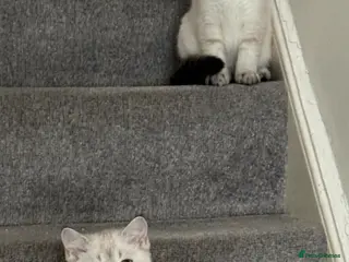 Scottish Fold cats Scottish pedigree kittens with straight ears - Advert 4