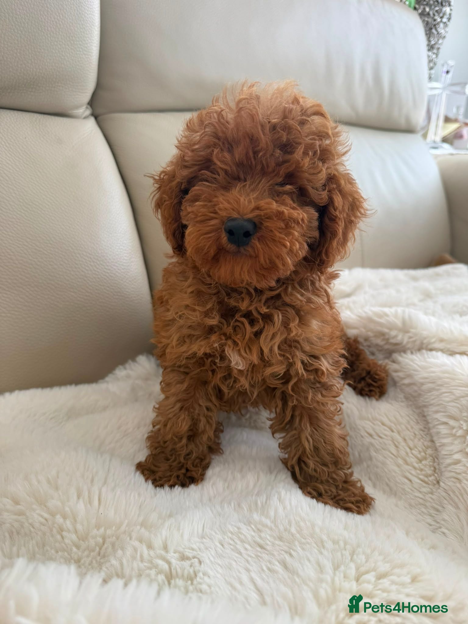 Maltipoo dogs Beautiful Maltipoo puppies  - Advert 1