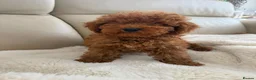 Maltipoo dogs for sale: Beautiful Maltipoo puppies  - Advert 1