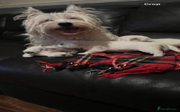 West Highland Terrier dogs for sale: West highland terrier puppies - Image 2