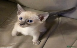 Siamese cats for sale: Pure blue eyed siamese kittens - Image 3