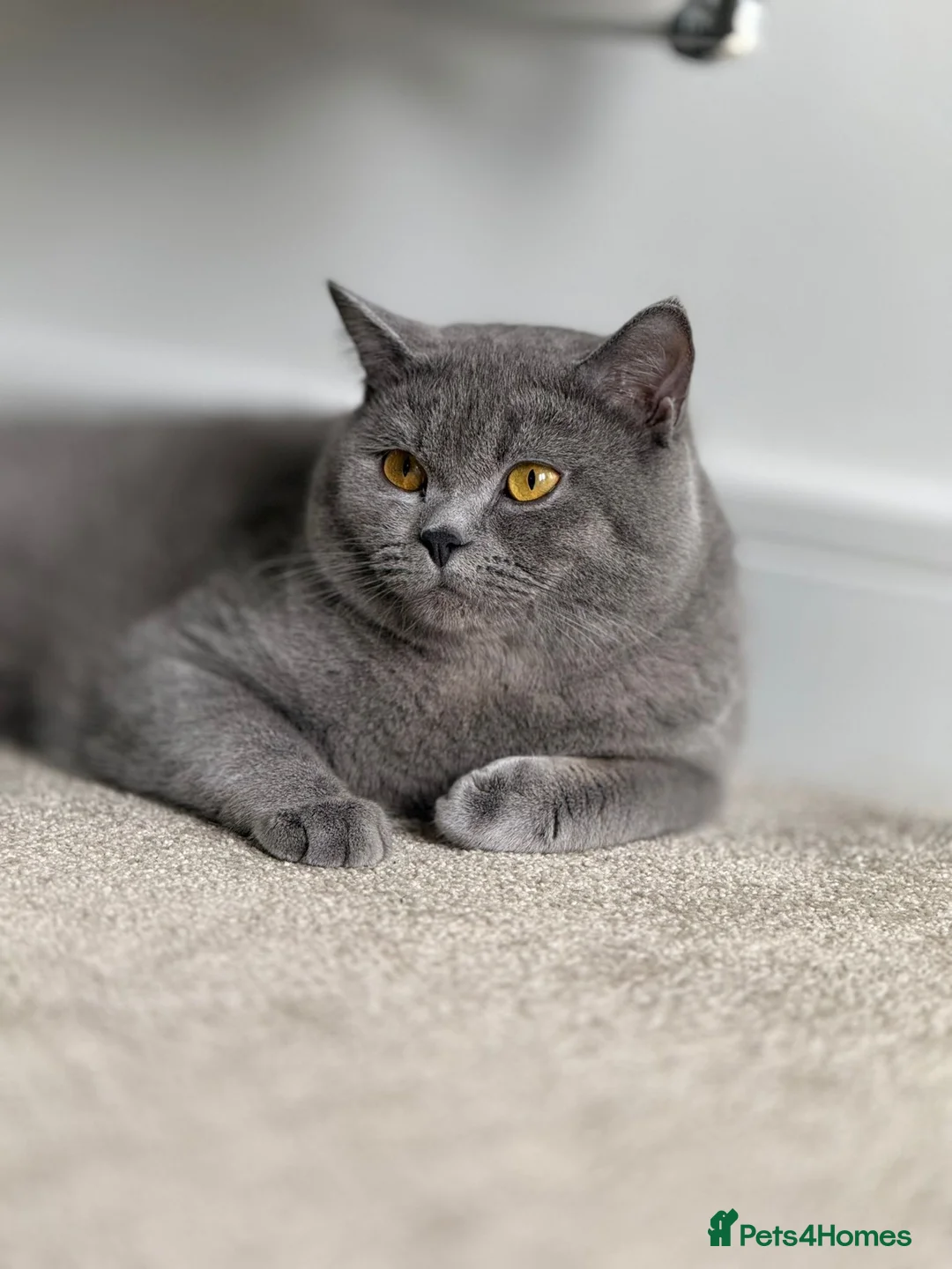 British Shorthair cats for sale: Male British shorthair  - Advert 2