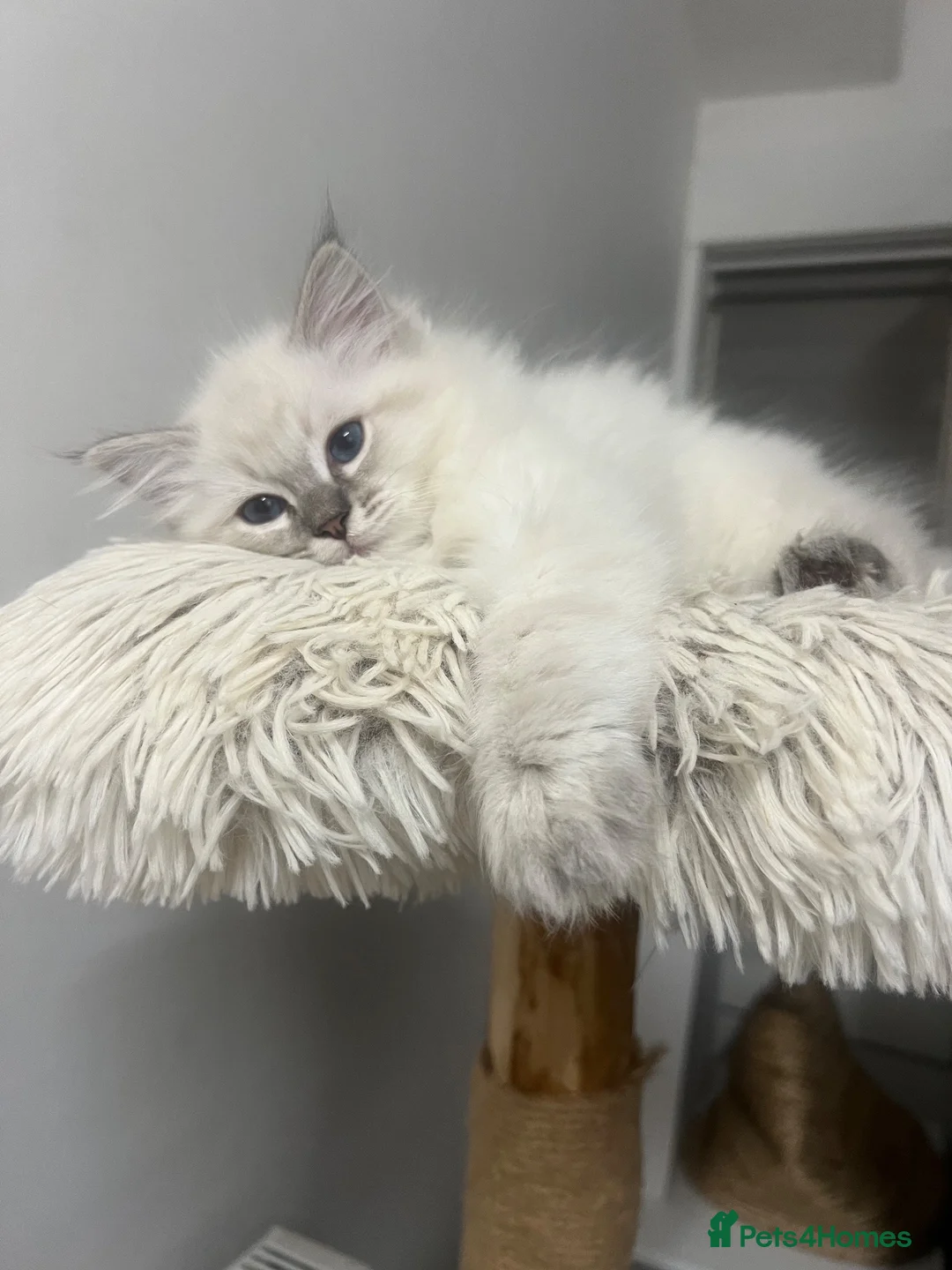 Ragdoll cats for sale: 2 ragdoll boys left & ready to go now 😊 - Advert 5