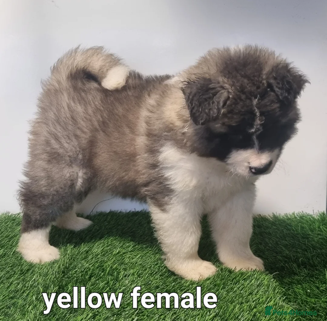 Akita dogs for sale: Akita pups - Advert 11