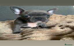 French Bulldog dogs for sale: Adorable 7 week old frenchie puppies - Image 2