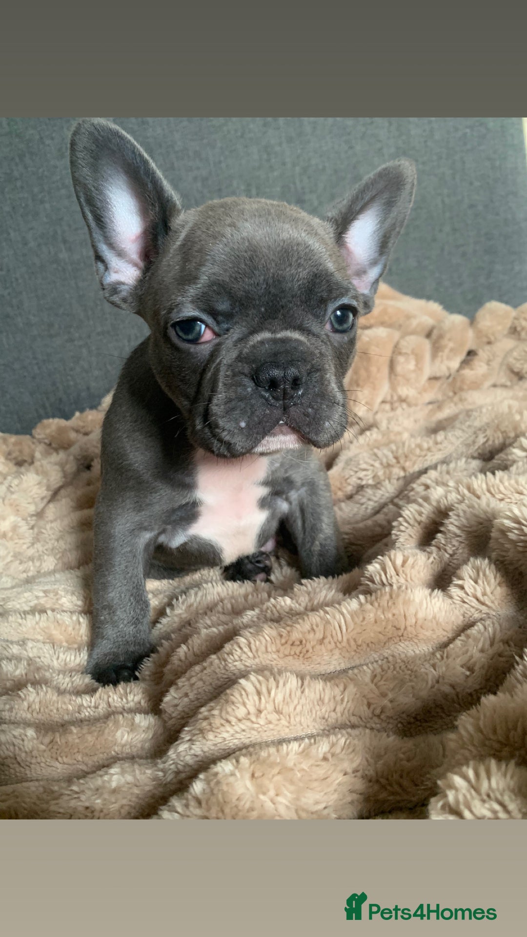 French Bulldog dogs for sale: Adorable 7 week old frenchie puppies - Image 2