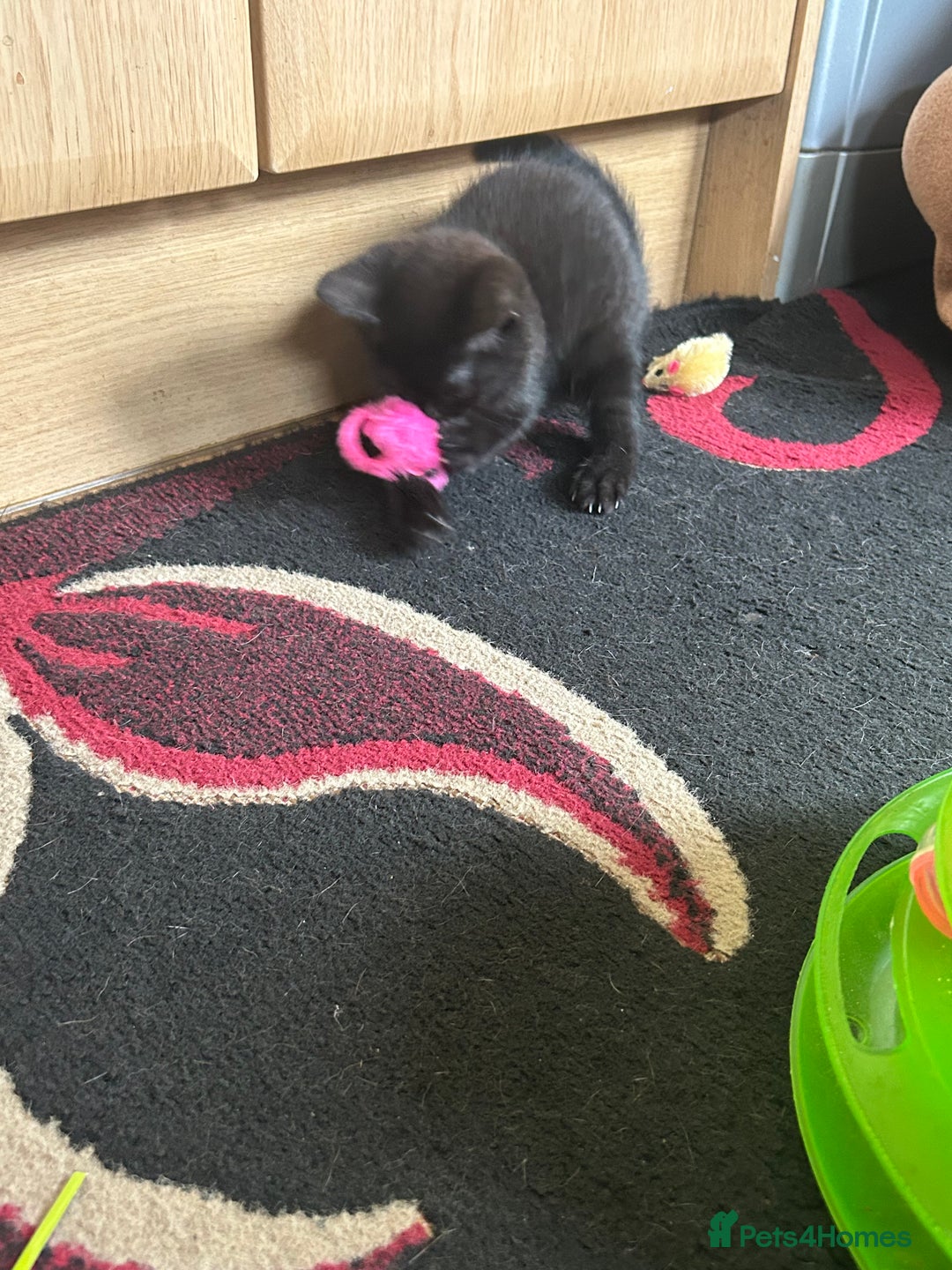 British Shorthair cats for sale: 3 Beautiful kittens  - Image 11