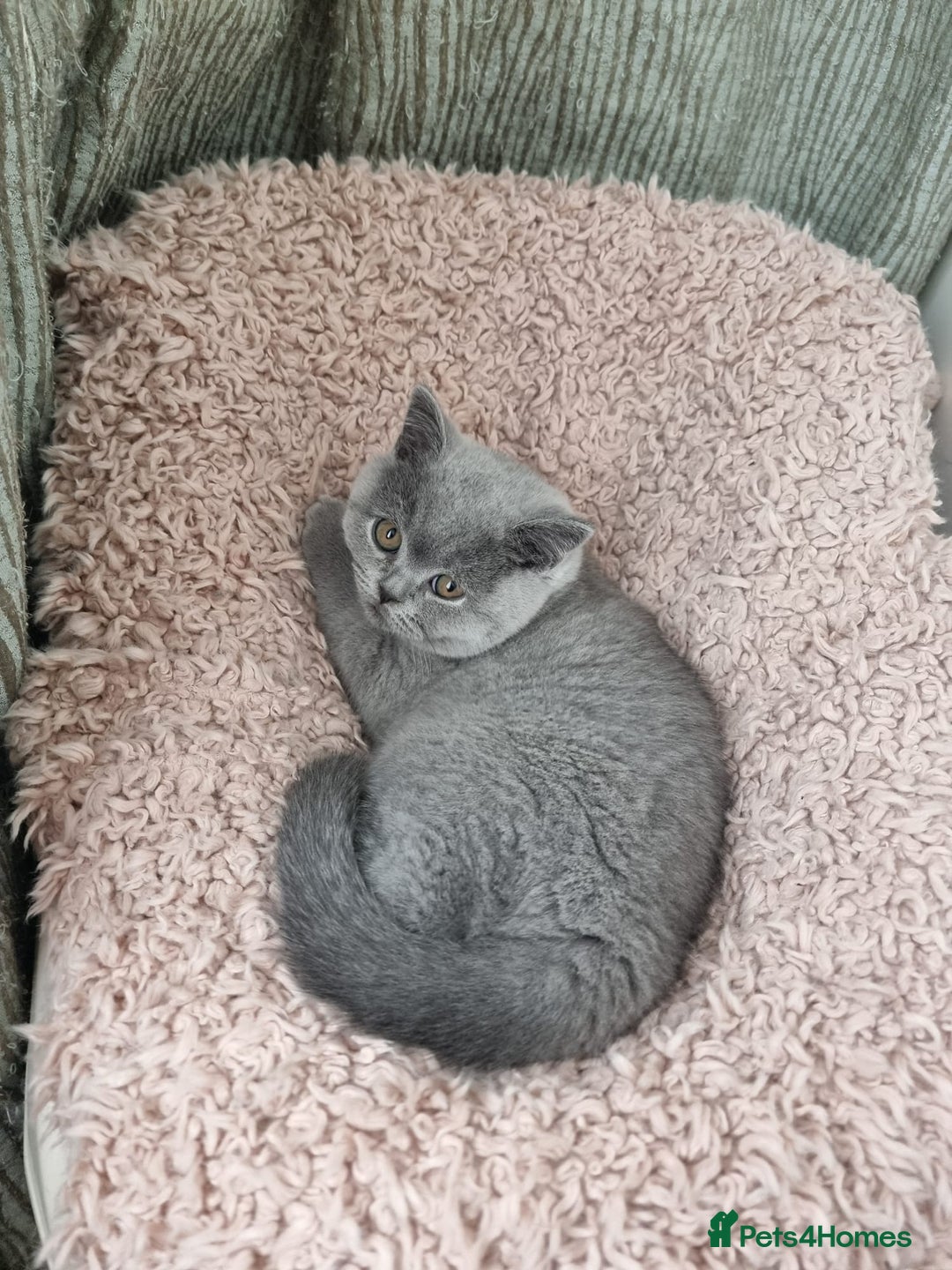 British Shorthair cats for sale: 3 Left Blue BSH Kittens Healthy GCCF Pedigree  - Image 25