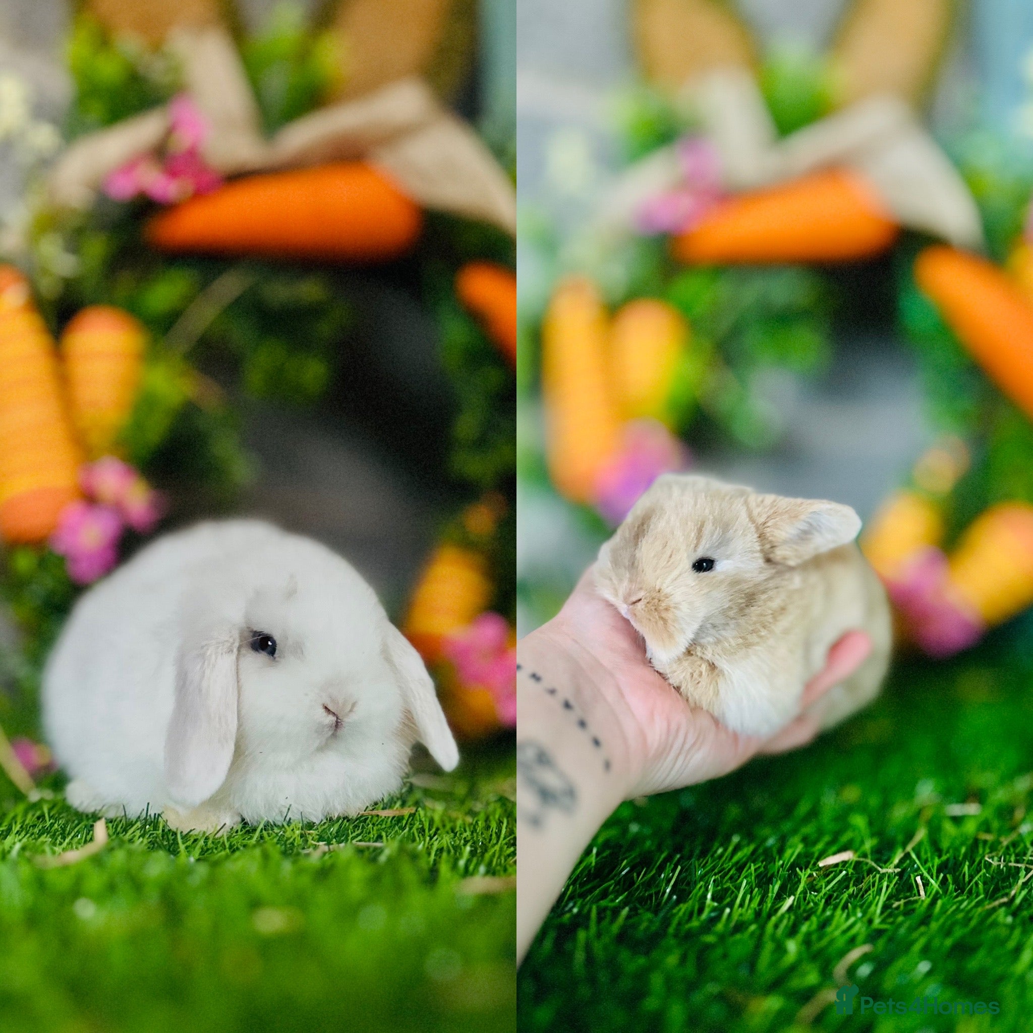 Mini Lop rabbits Mini Lops Available to reserve🐰 - Advert 20
